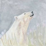 Oso Polar — fase 05: Los últimos velos